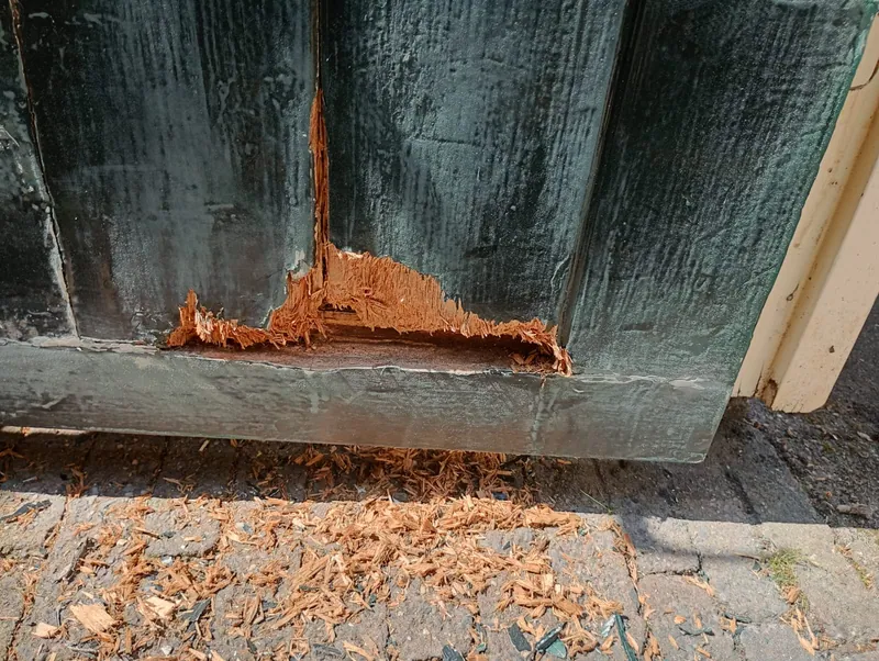 Uitgefreesd houtrot onderaan een donkergroene houten stijl, met het zaagsel nog op de stoep.