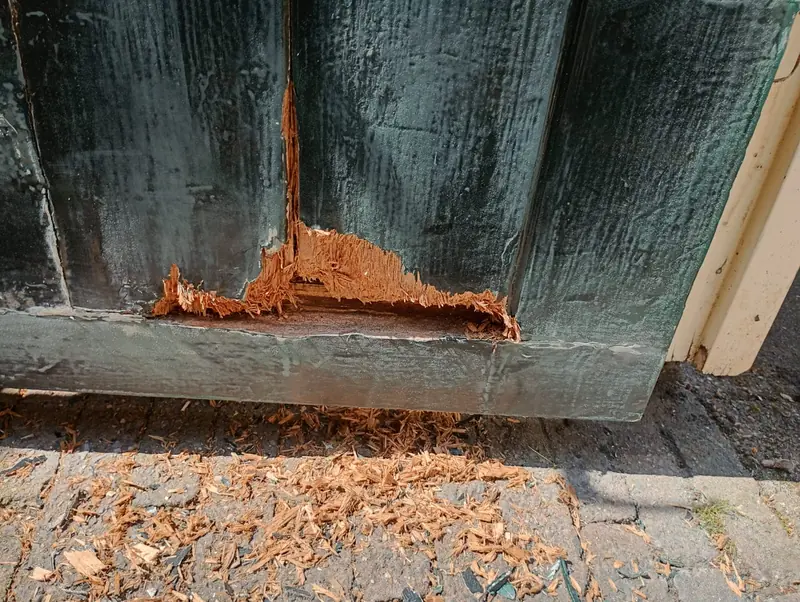 Close-up van een kozijnvoet waar het rotte hout is uitgehaald, houtkrullen op de stoep.