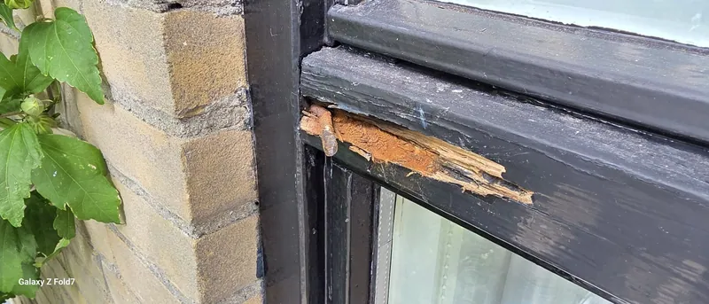 Houtrot in een zwart geschilderd kozijn: de verf laat los en het hout eronder is zacht.